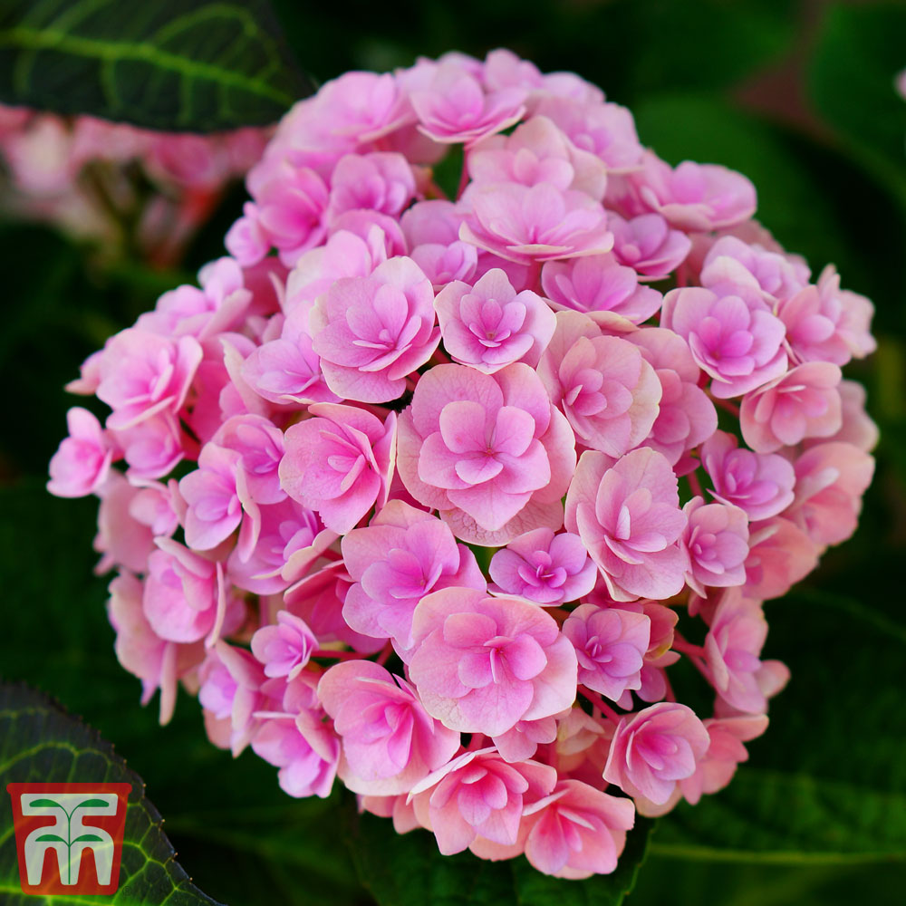 Hydrangea macrophylla 'You & Me Perfection' | Thompson & Morgan