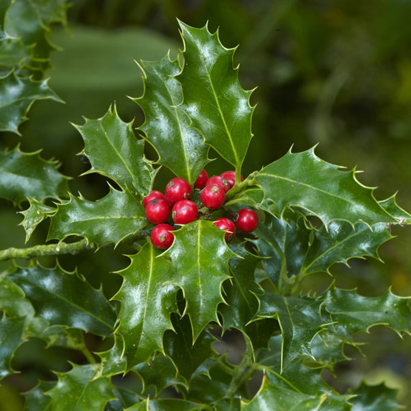 Holly 'Green Alaska'