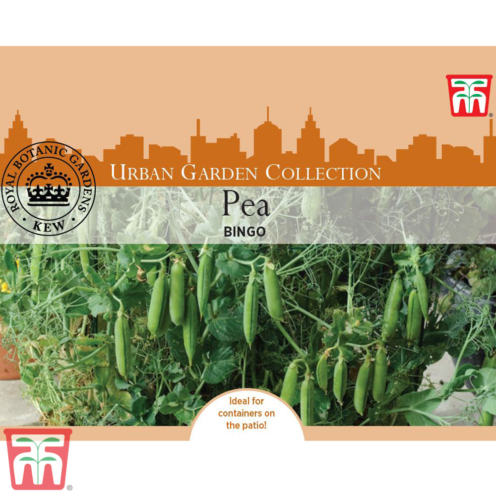 Pea 'Bingo' (Early Maincrop) seeds Thompson &