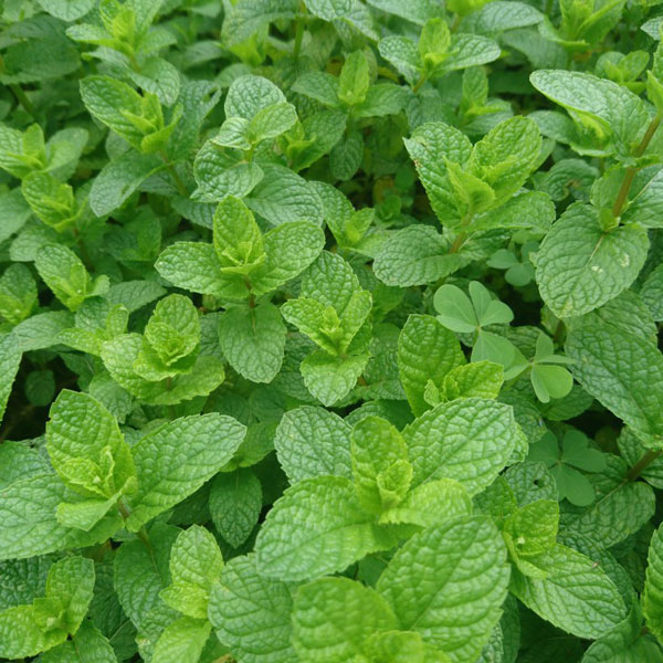 Mentha satureioides, Creeping Mint in GardenTags plant encyclopedia