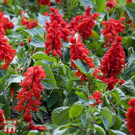 Salvia Splendens Red Arrow Seeds Thompson Morgan