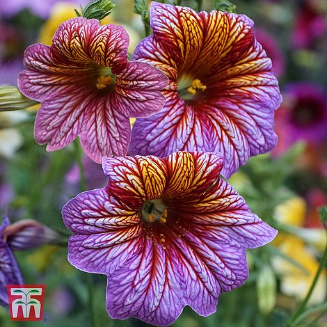 Antirrhinum majus 'Purple Twist' F1 Hybrid - Seeds