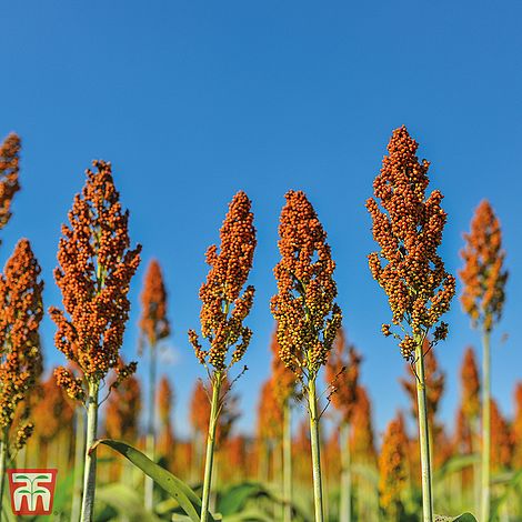 Sorghum nigrum seeds | Thompson & Morgan