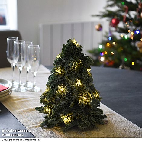 Festive Nordmann Fir Arrangement - Gift