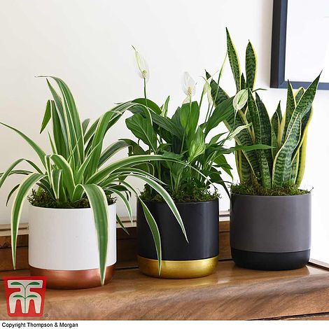 Plant in a Box - Lepismium Bolivianum plante suspendue - Pot ⌀ 17cm -  Hauteur ↕ 25cm