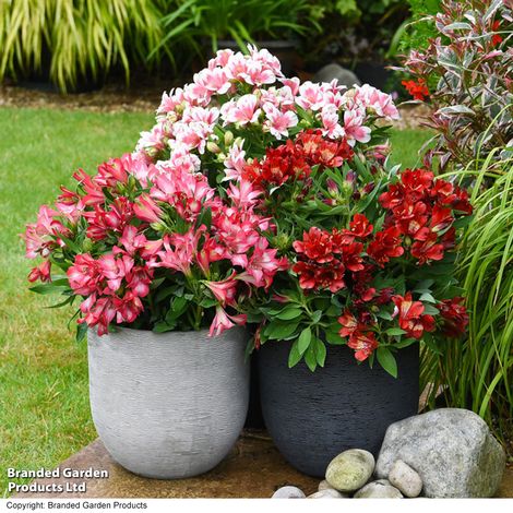 Alstroemeria 'Pink Passion'