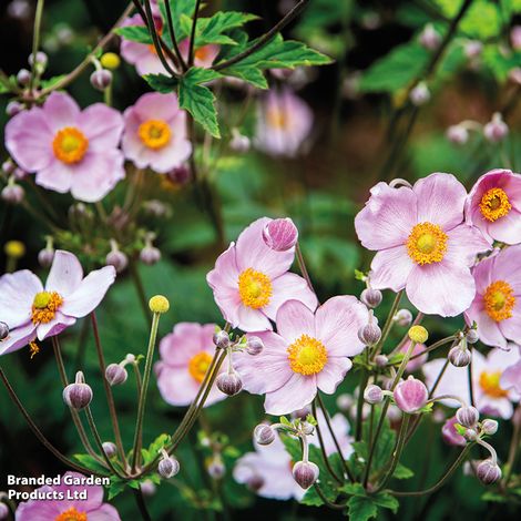 Anemone x hybrida 'September Charm'