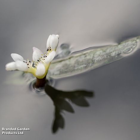 Aponogeton distachyos (Deep Water Aquatic)