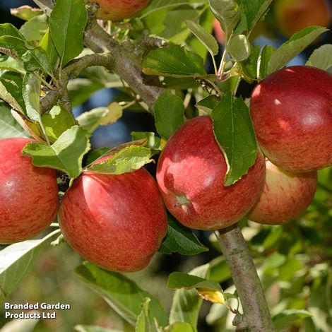 Apple 'Braeburn'