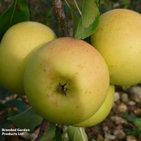 Apple 'Greensleeves'