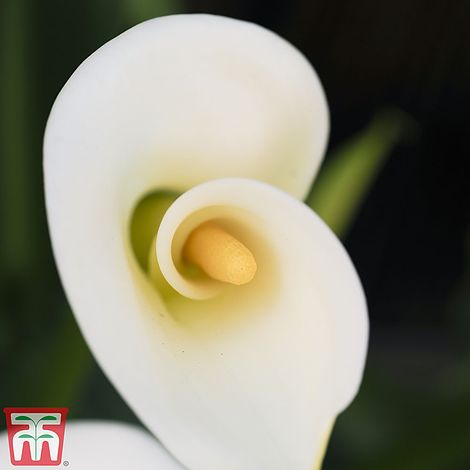 Arum Lily White House Plant Thompson Morgan