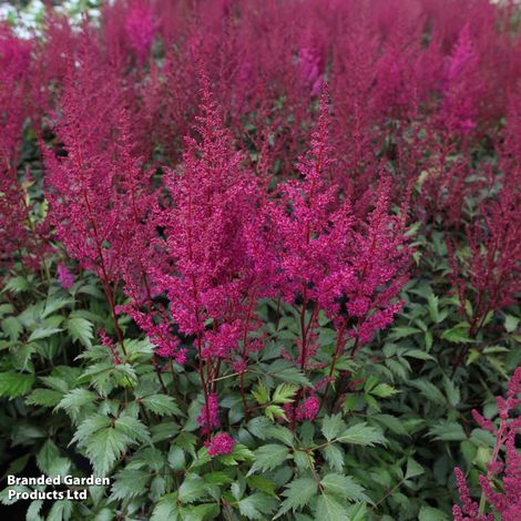 Astilbe japonica 'Elisabeth van Veen'