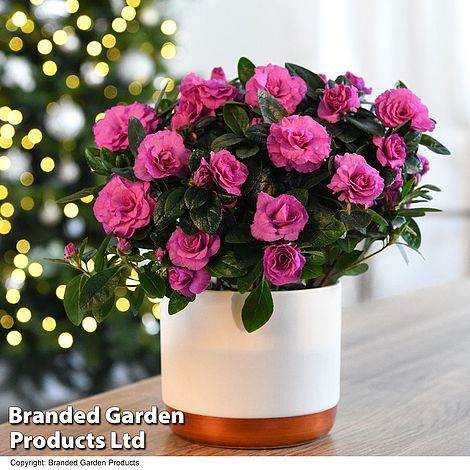 Azalea Purple Rosebud - Gift | Thompson & Morgan