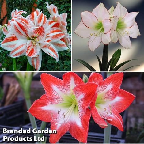 Amaryllis Trio