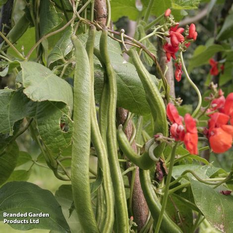 Runner Bean 'Prizewinner' - Seeds