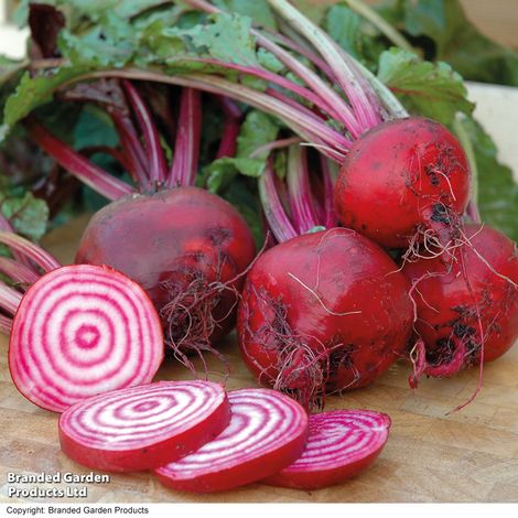 Beetroot 'Chioggia' (Globe) - Seeds