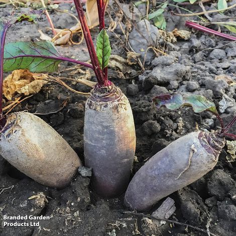 Beetroot Cylindra (Tapered) Rubbed - Seeds