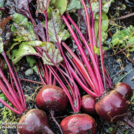 Organic Beetroot 'Detroit' - Seeds