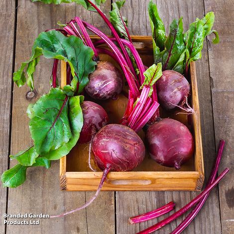 Beetroot 'Wodan' F1 Hybrid (Globe) - Seeds