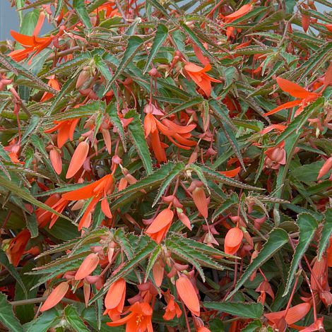 Begonia boliviensis | Thompson & Morgan