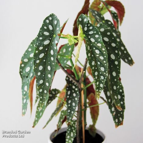 Begonia maculata