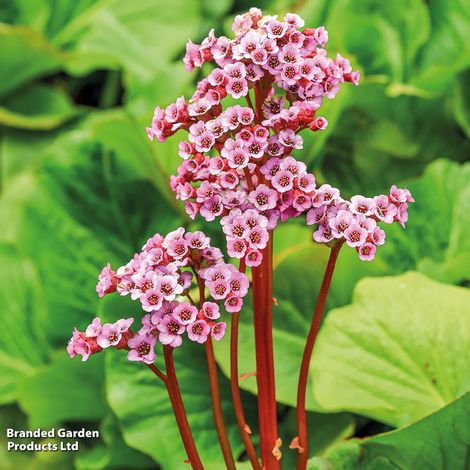 Bergenia cordifolia