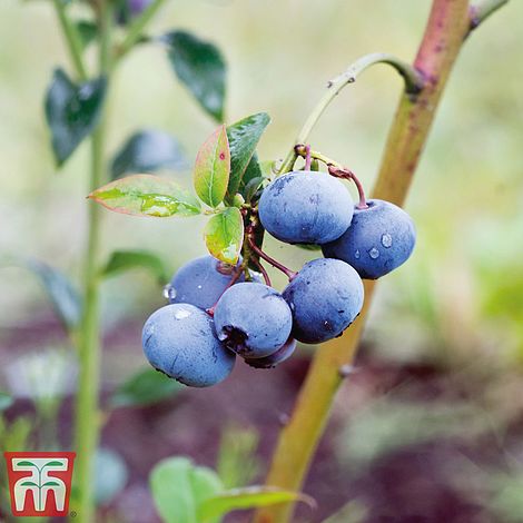 Blueberry 'Bluecrop' Plant + 100g Fertiliser | Thompson & Morgan