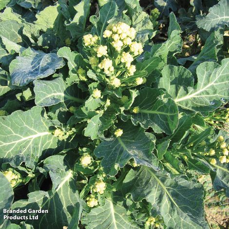 Broccoli 'Burbank' F1 Hybrid (White Sprouting) - Seeds