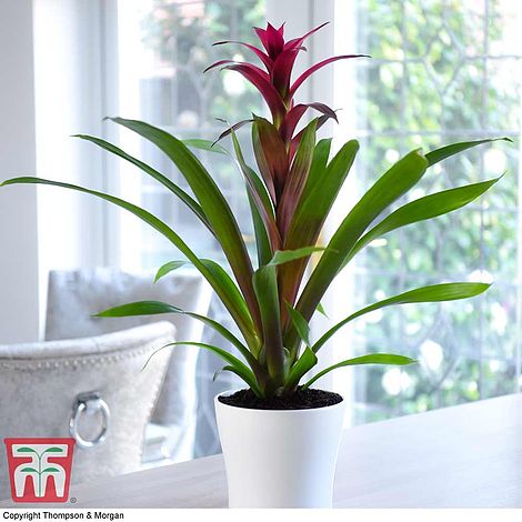 is bromeliad toxic to dogs