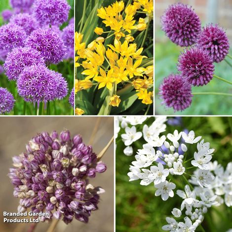 Bumper Allium Collection