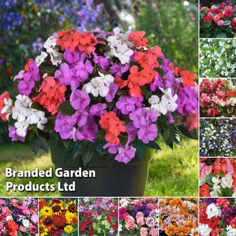 Summer Bumper Garden Collection