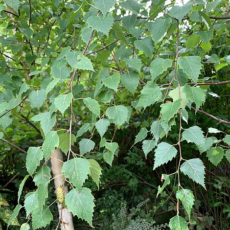 Silver Birch tree (Betula pendula) grown by Cotswold Trees | Thompson ...