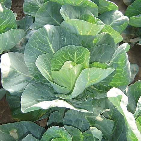 Cabbage 'Winter Jewel'