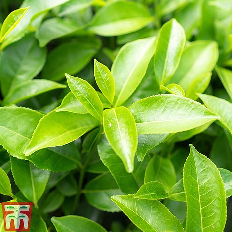 Camellia sinensis var assamica