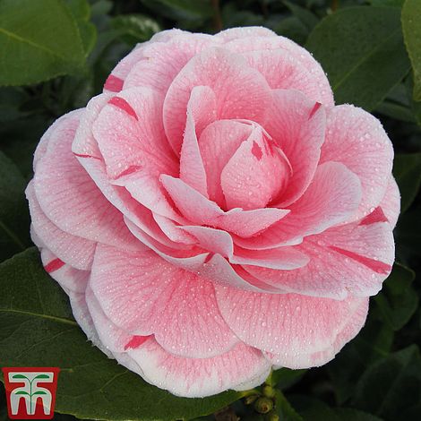 Camellia \'Blooming Morgan & Trio Wonder\' | Thompson
