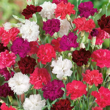 Top 10 Cut Flowers To Grow At Home Thompson Morgan