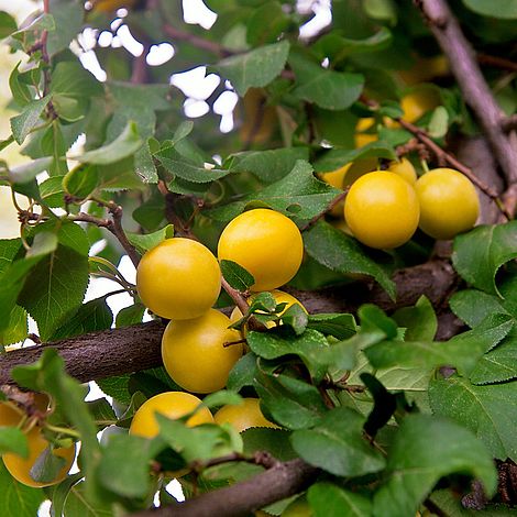 Cherry plum (Hedging) | Thompson & Morgan