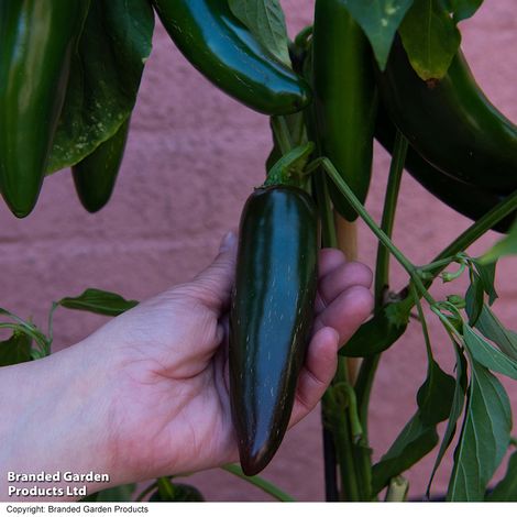 Chilli Pepper 'Giant Jalapeno'