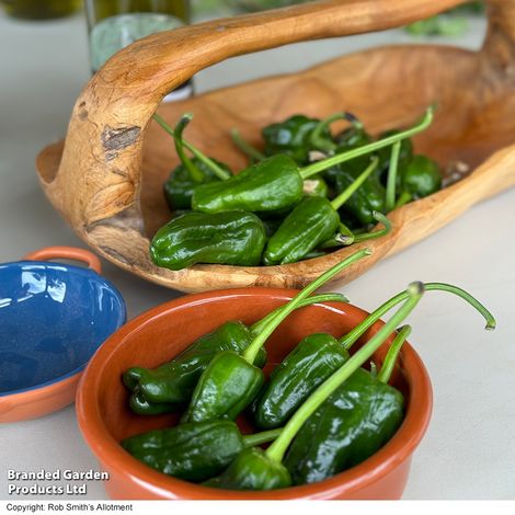 Chilli Pepper 'Hot Padron'