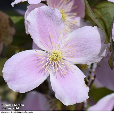 Clematis montana 'Rubens'