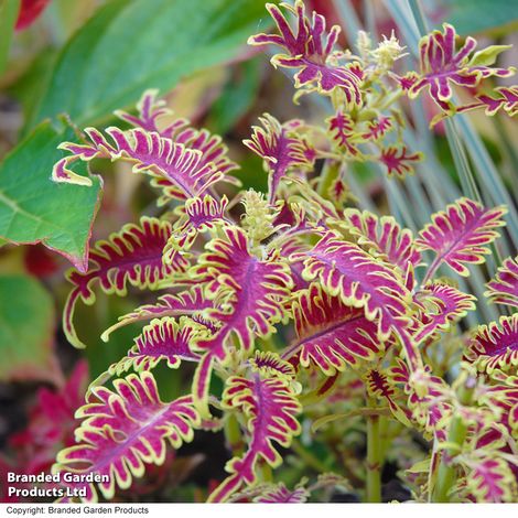 Coleus 'Skeletal' | Thompson & Morgan