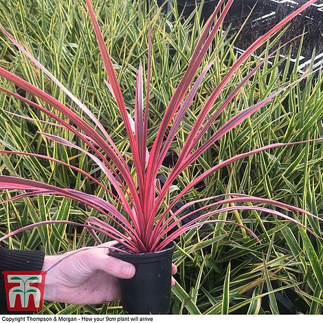 Cordyline 'Pink Star' | Thompson & Morgan