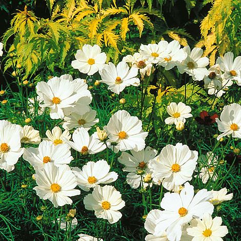 Cosmos bipinnatus 'Sonata Series White' | Thompson & Morgan