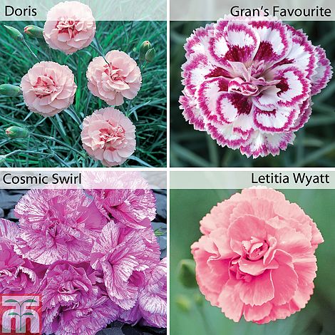 12 Free Scented Cottage Garden Pinks Thompson Morgan