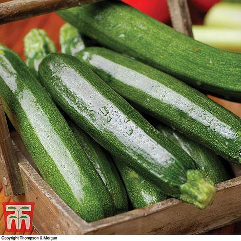 Courgette All Green Bush Seeds Thompson Morgan