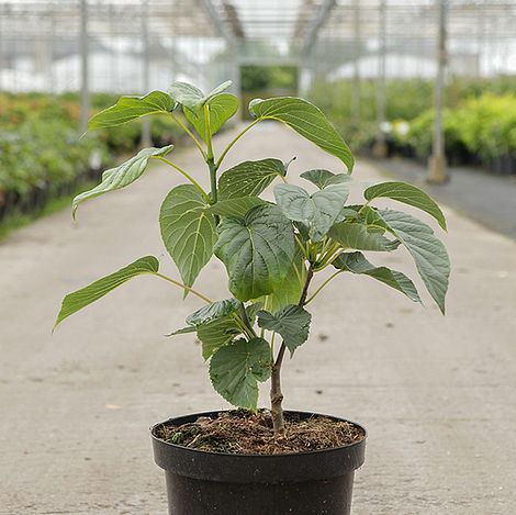 Davidia involucrata 'Sonoma'