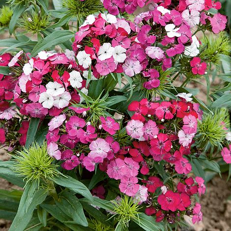 Dianthus barbatus 'Noverna Clown' F1 Hybrid seeds | Thompson & Morgan