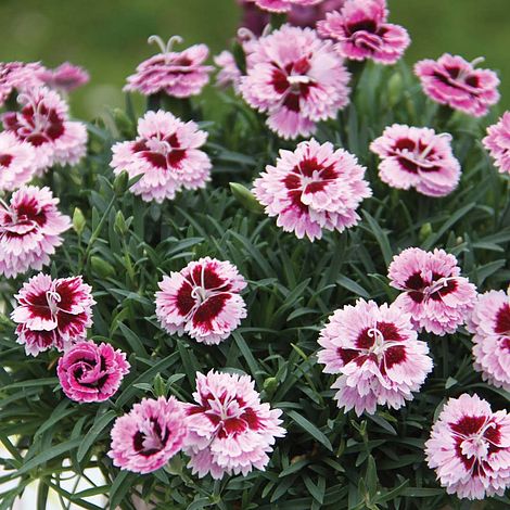 Dianthus 'Endless Love Lilac Eye' | Thompson & Morgan