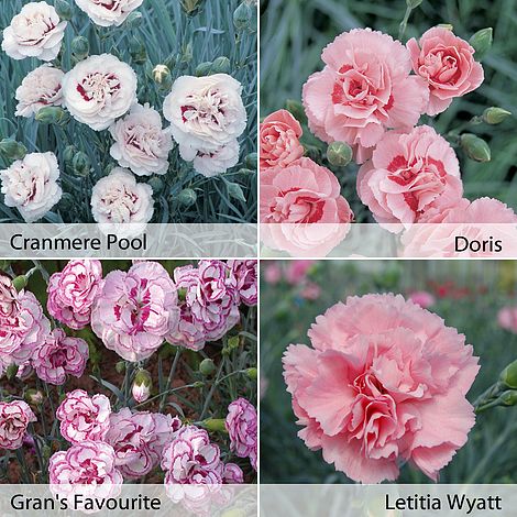 Half Price Scented Cottage Garden Pinks Thompson Morgan