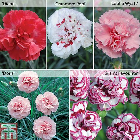 12 Free Scented Cottage Garden Pinks Thompson Morgan